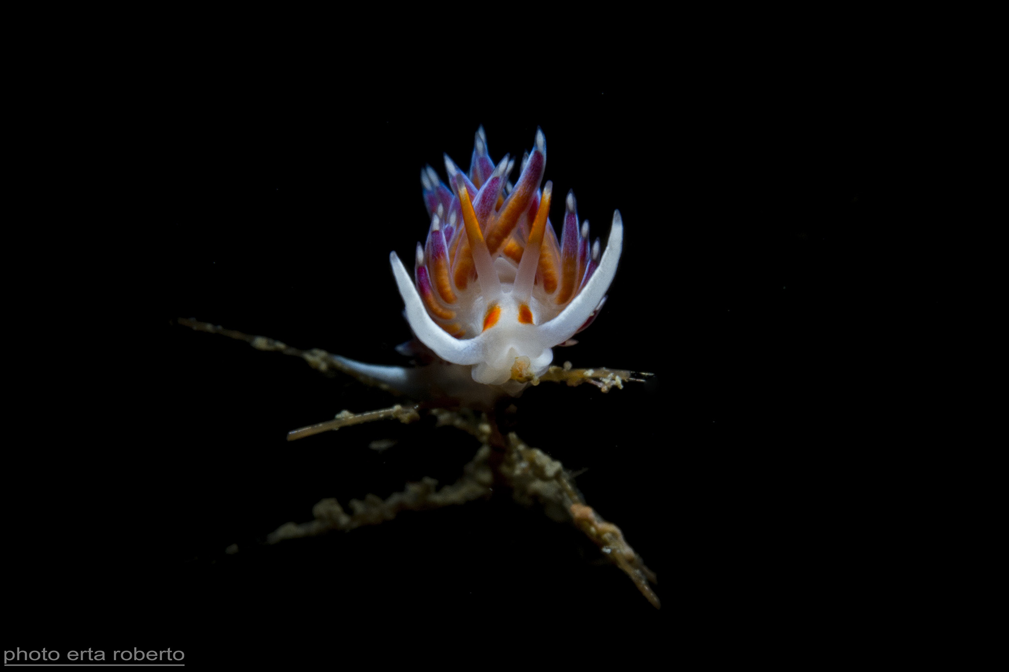 Cratena (Nudibranco)