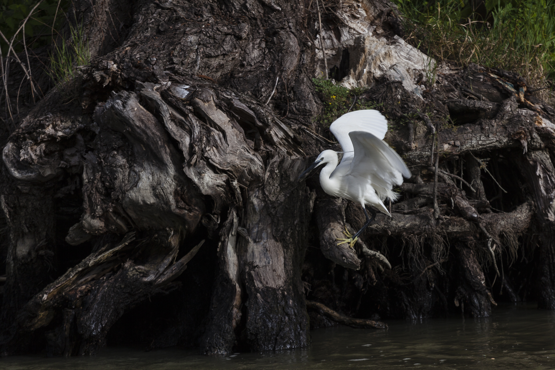 Delta del Danubio nr 01