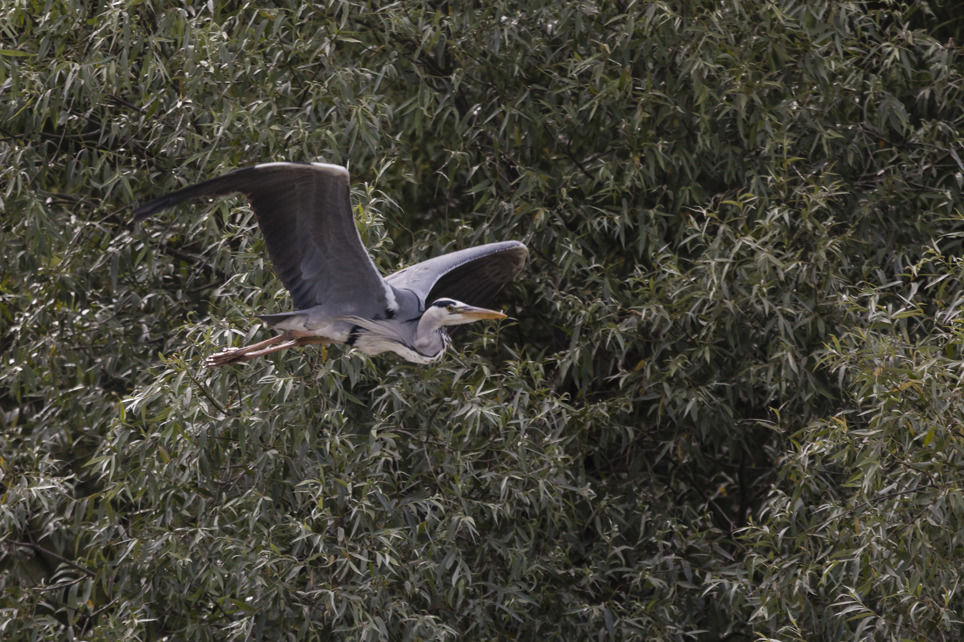 Delta del Danubio nr 03