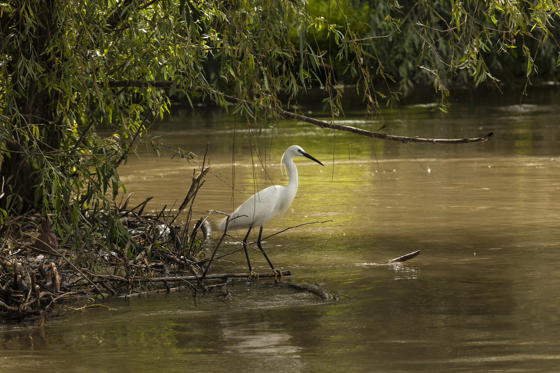 Delta del Danubio nr 05