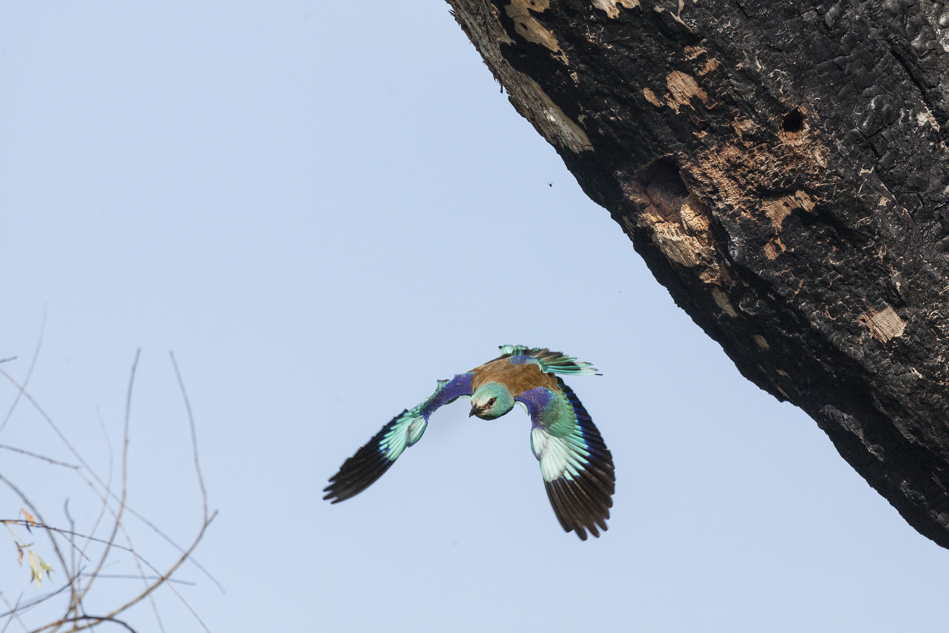 Delta del Danubio nr 06