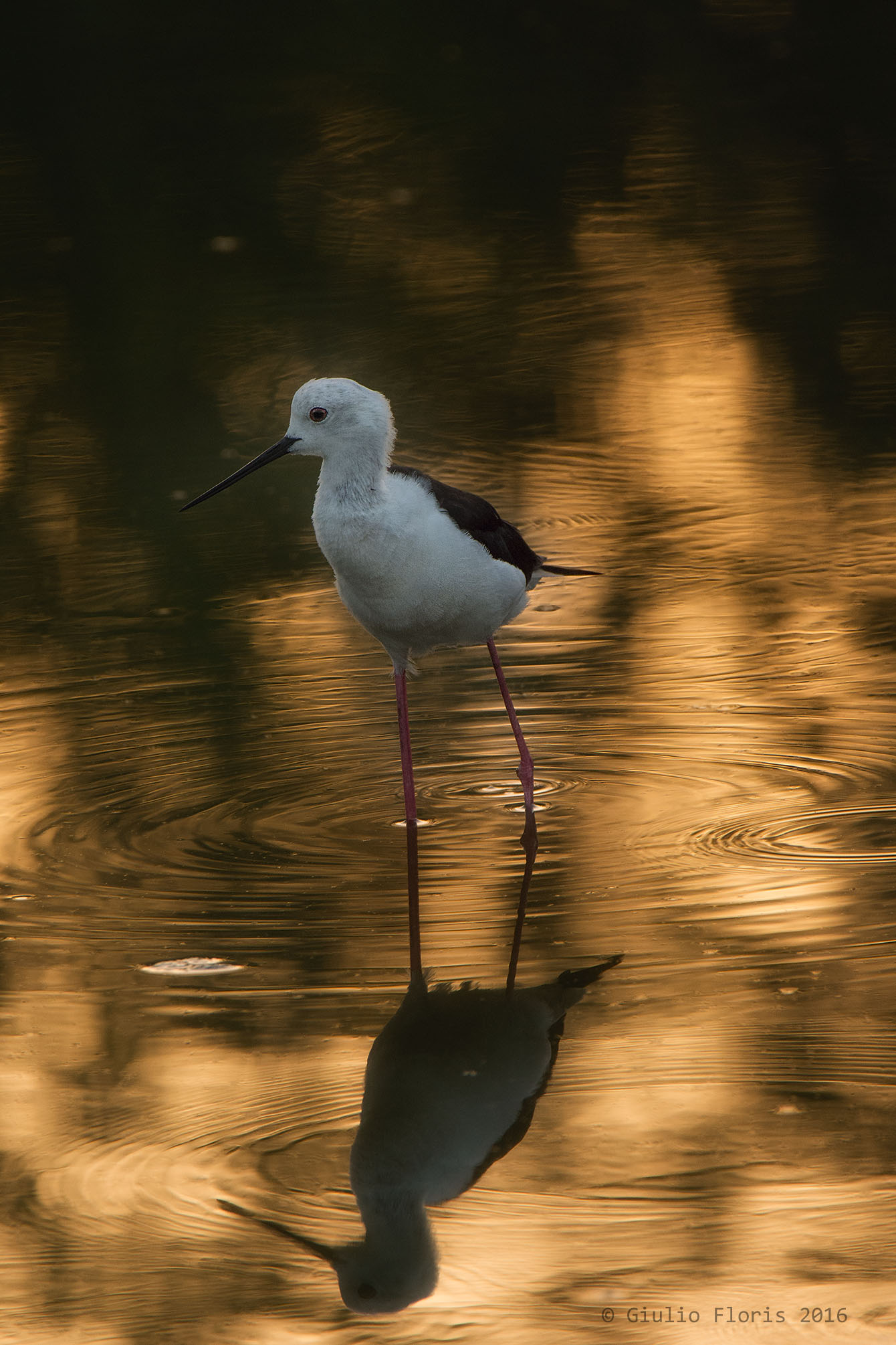 and and 'Immediately Evening