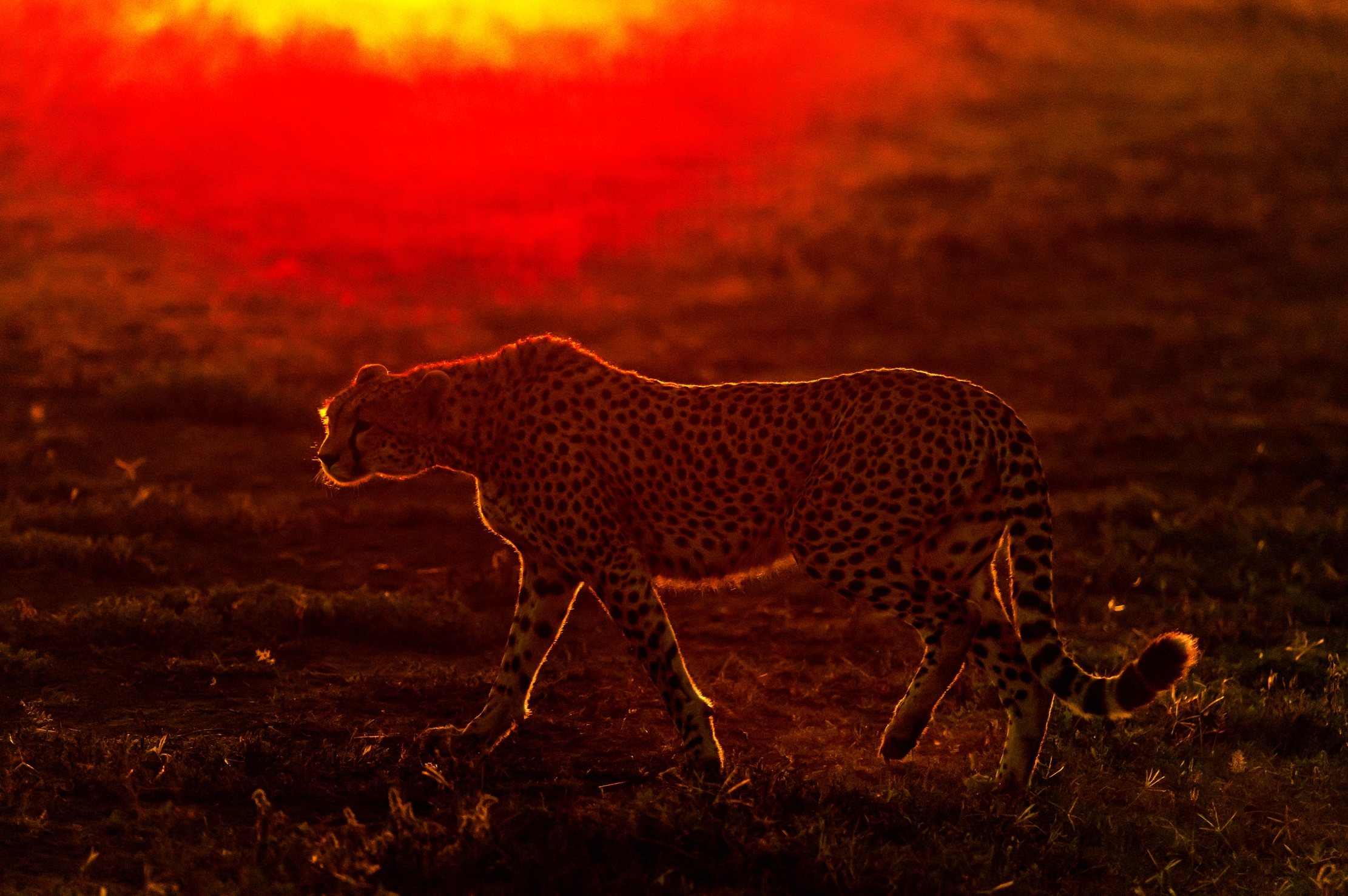 Tanzania 2016 - Alba