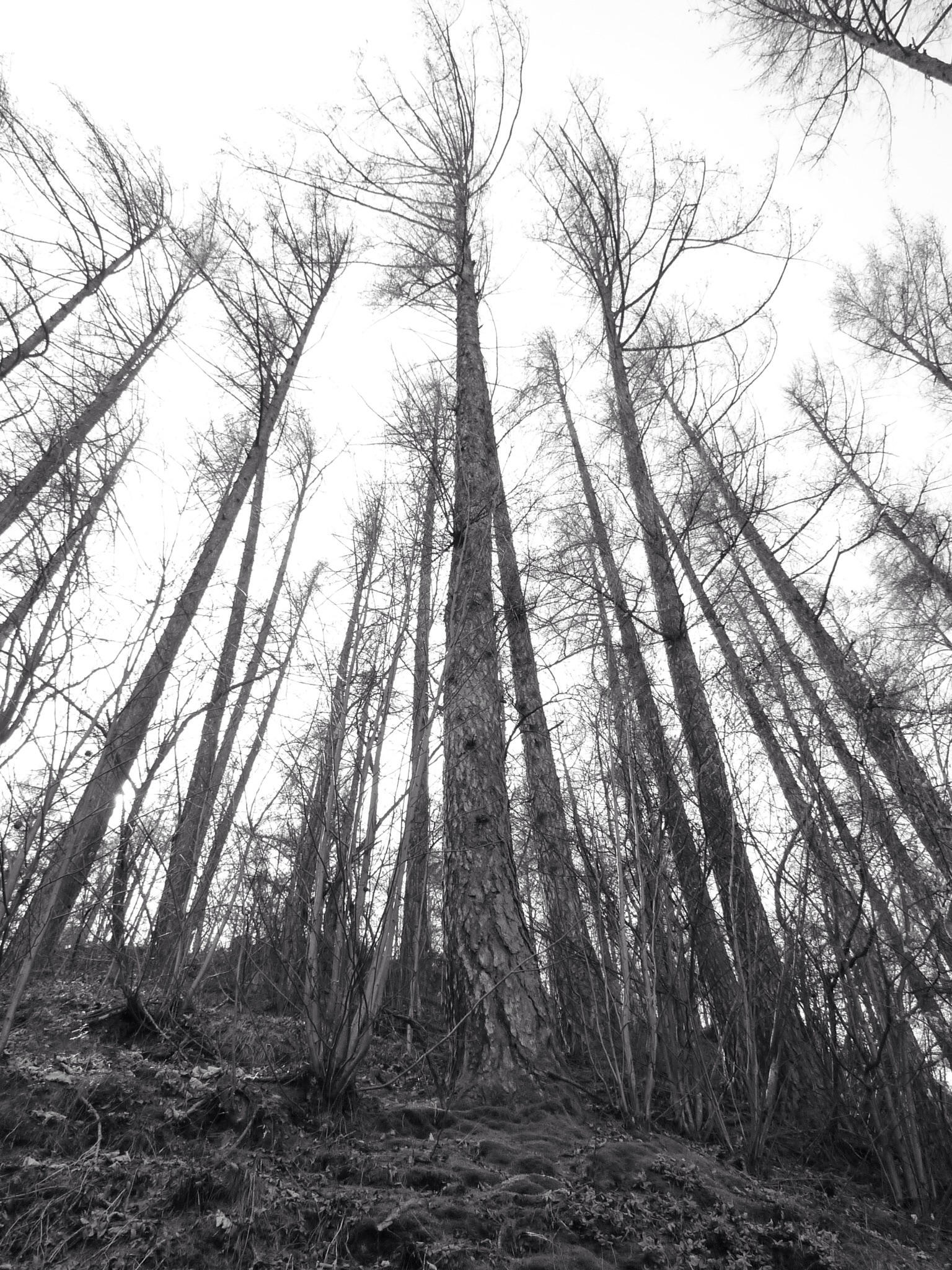 Collina dietro a Brunico