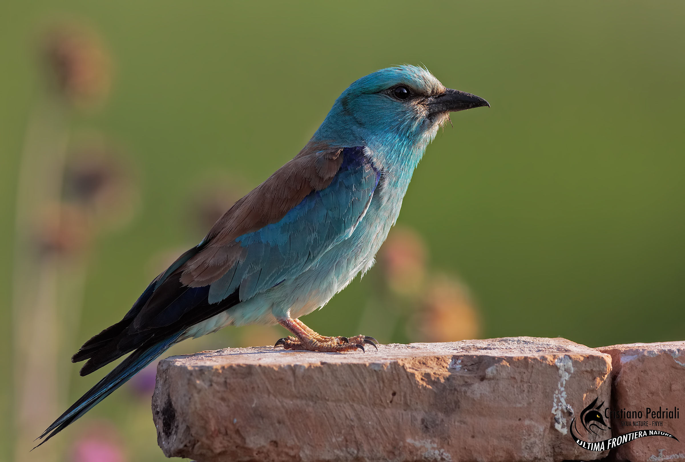 European roller ..