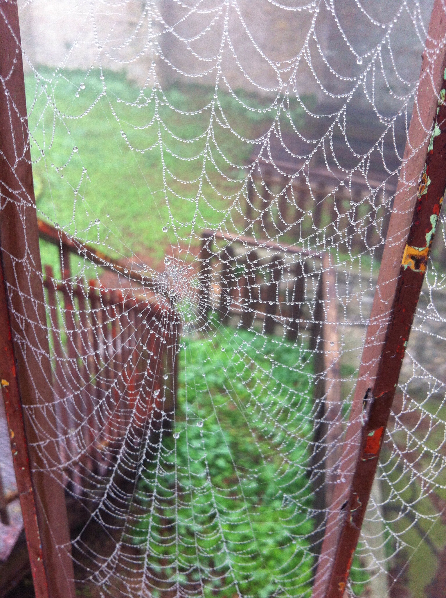 Galiverna ( rugiada)