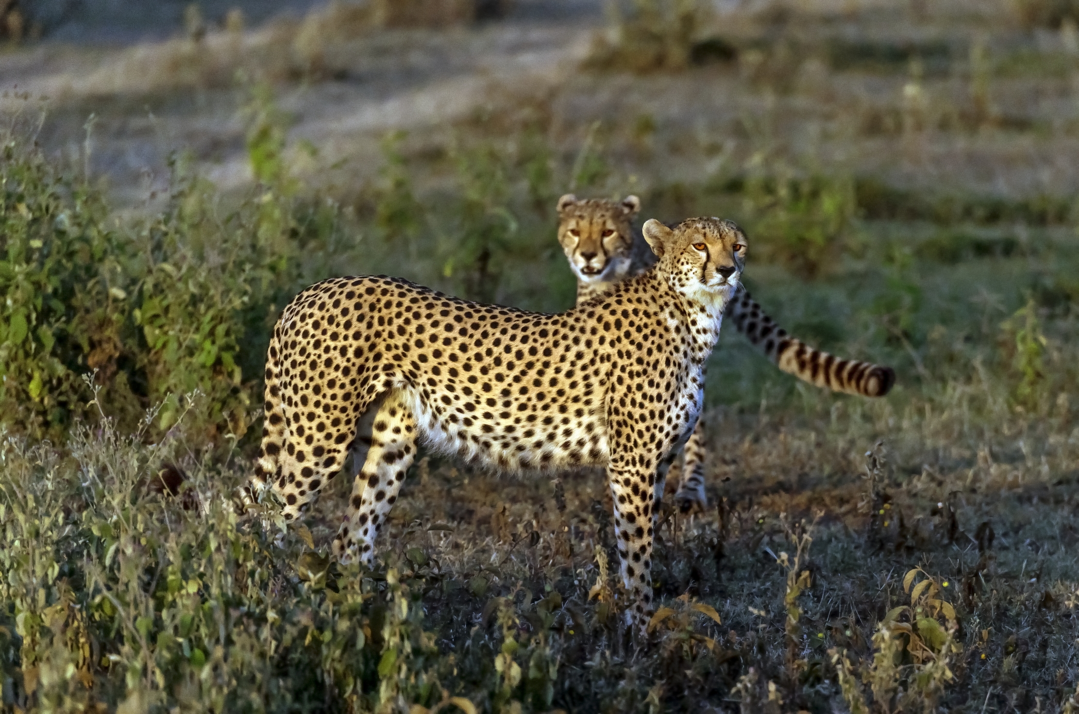 Tanzania 2016 - Brothers