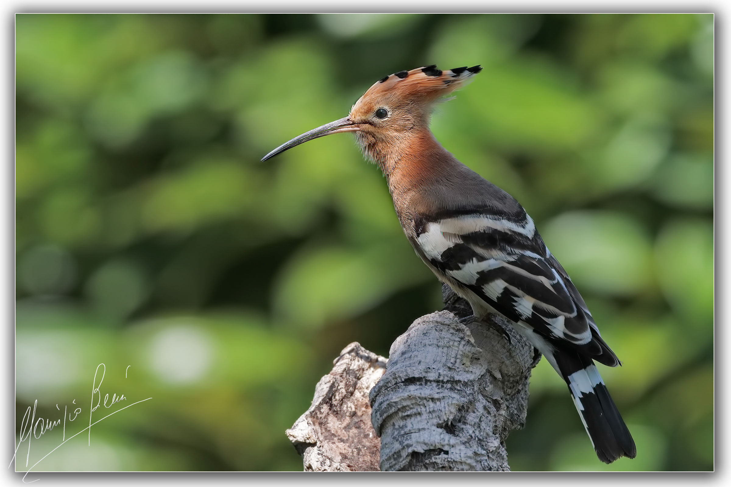 Hoopoe posing