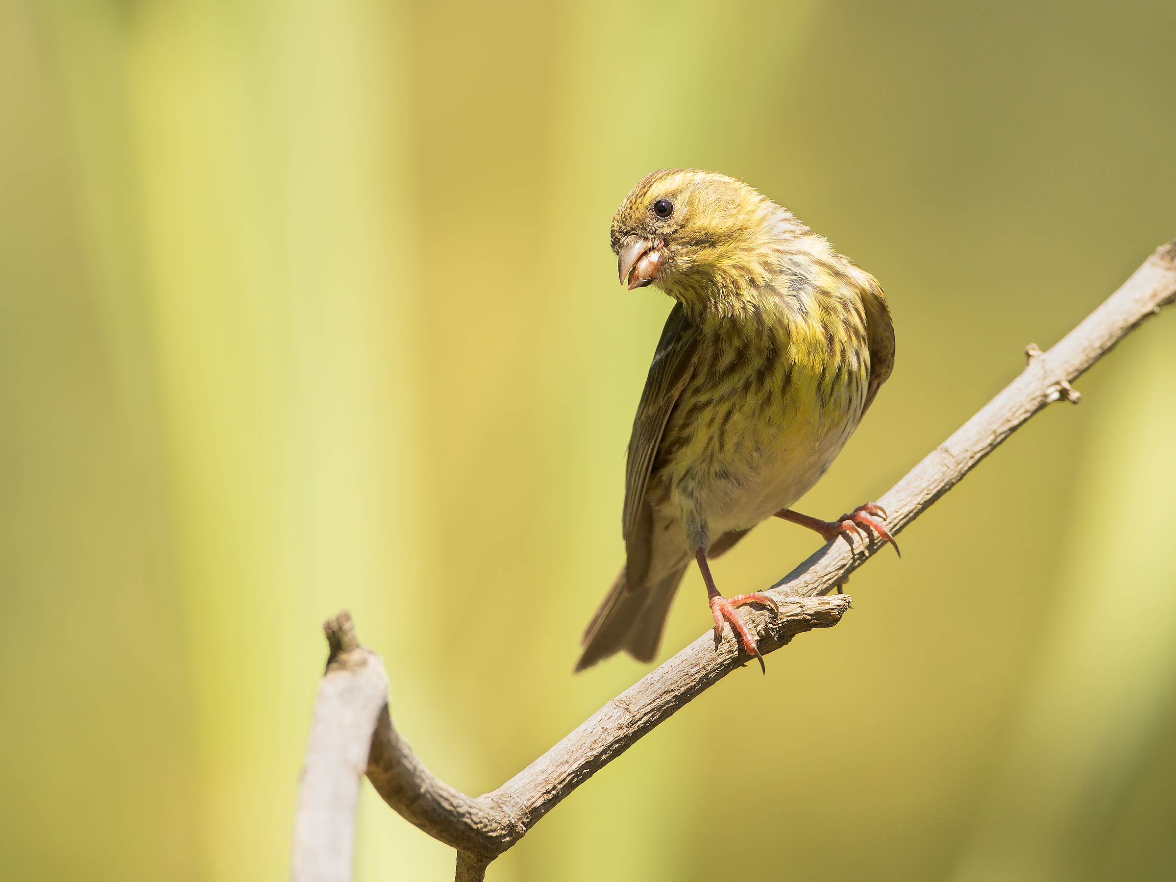 siskin