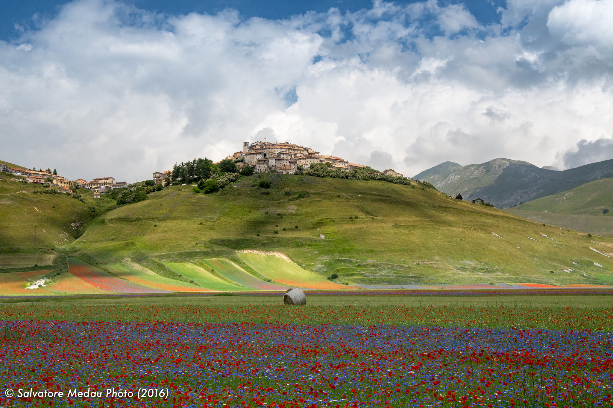 Castelluccio di Norcia, la fioritura