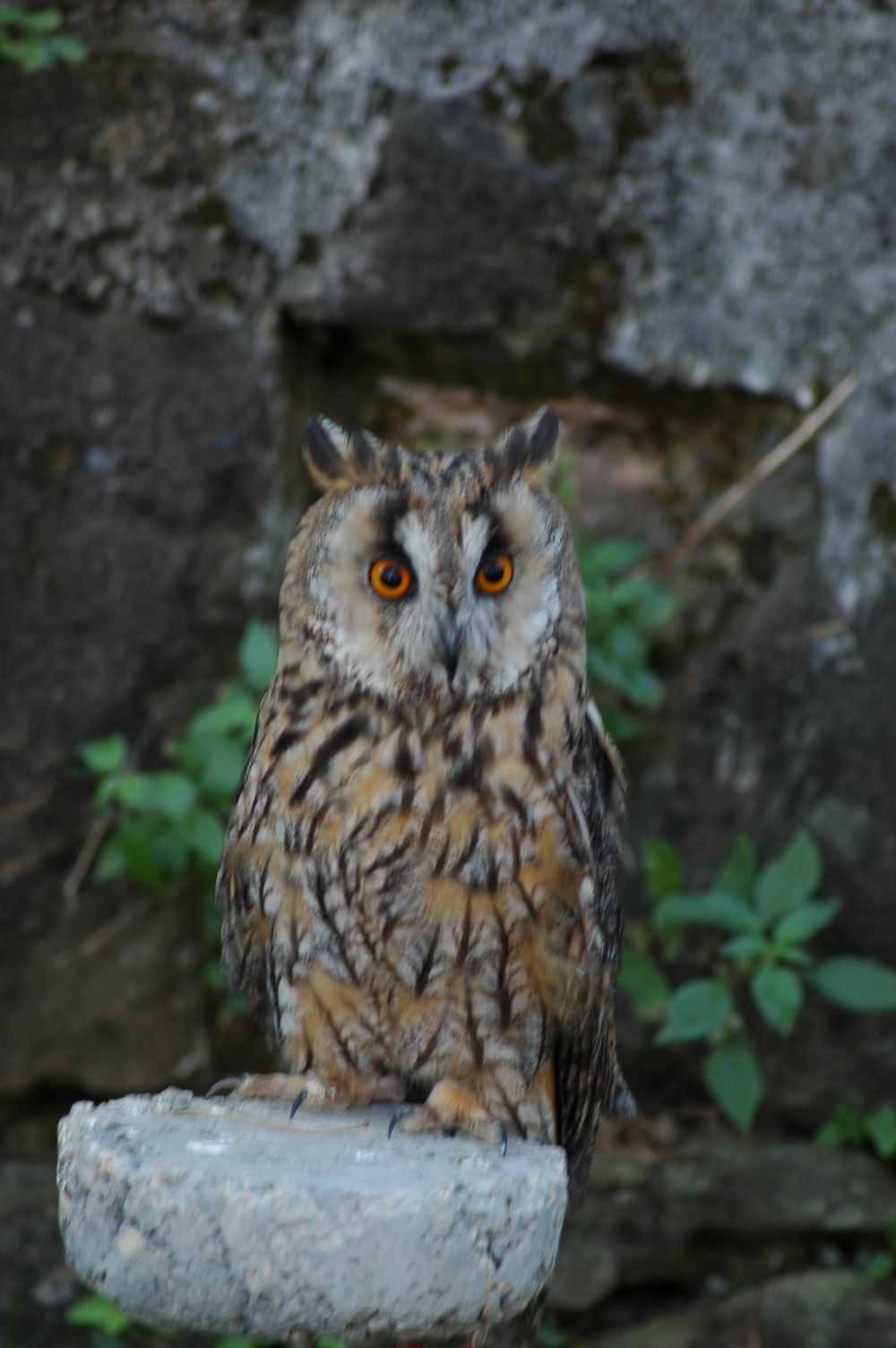 owl