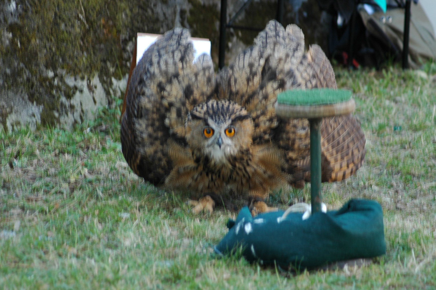 owl in defensive position