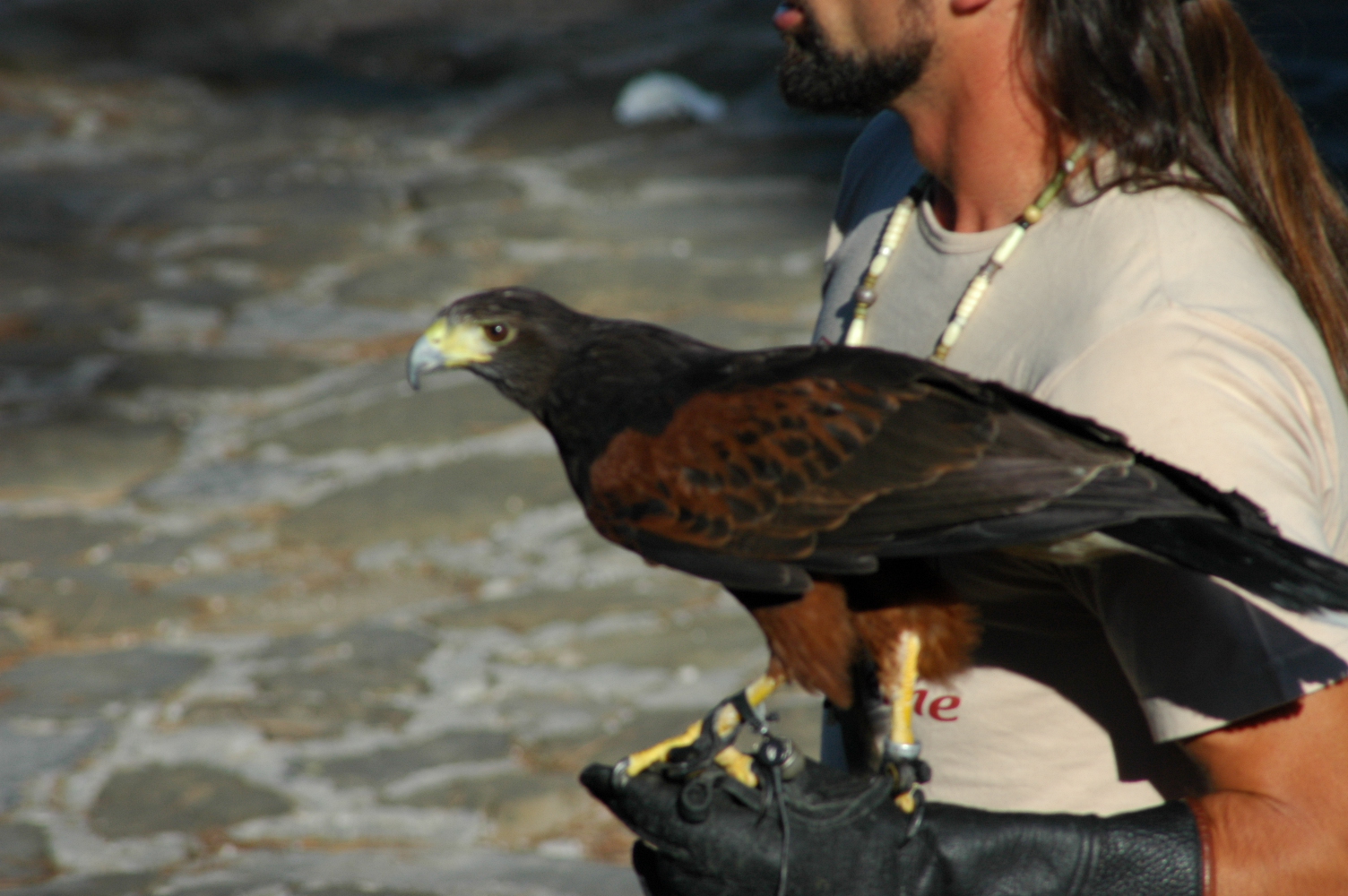 Harris hawk