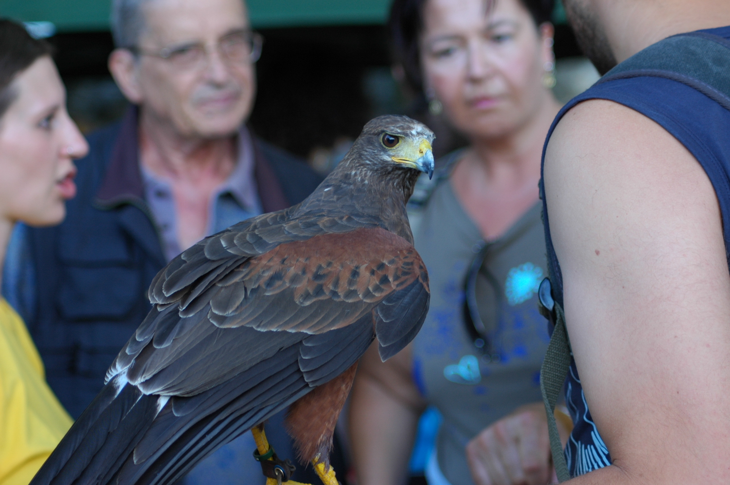 Harris hawk