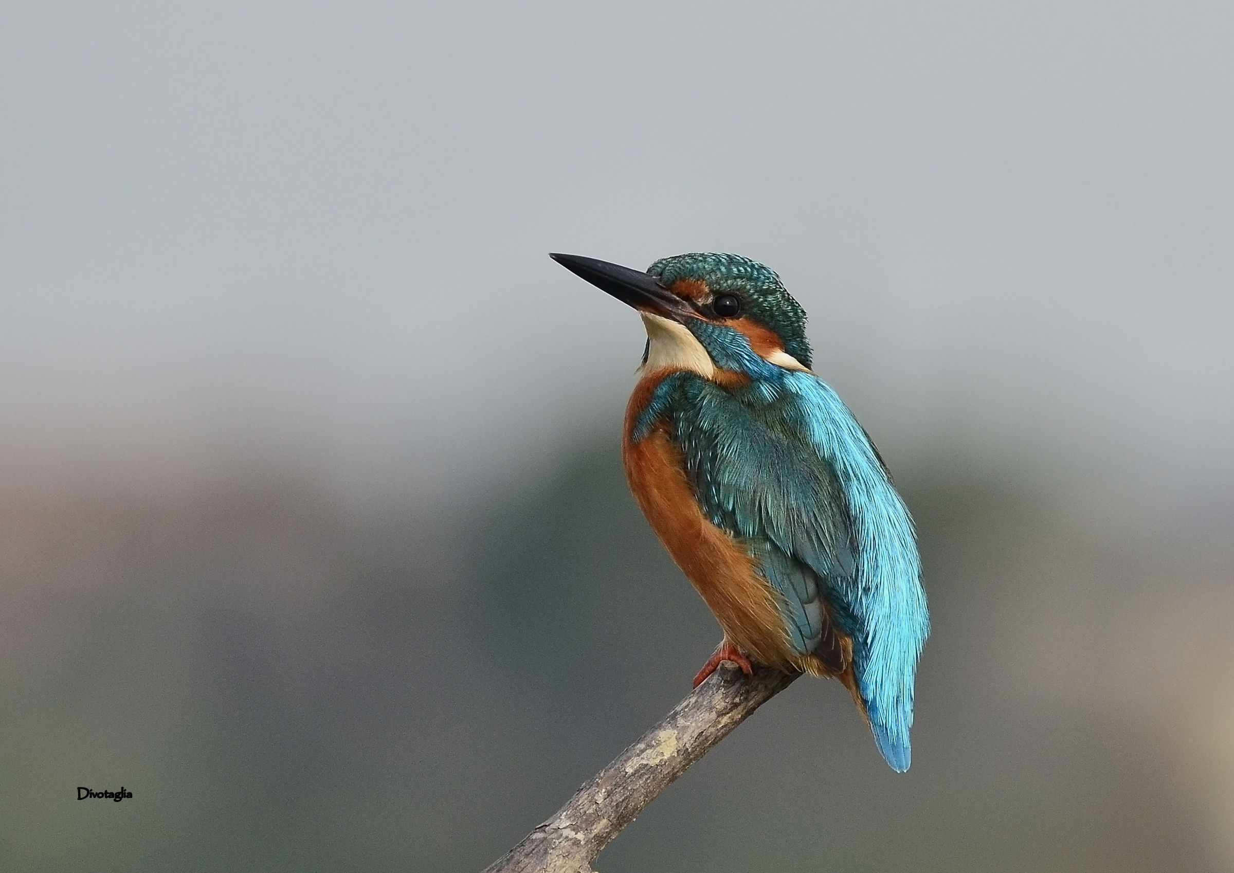 Kingfisher