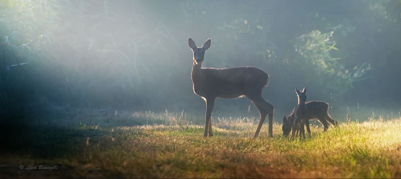 a very nice person ... light