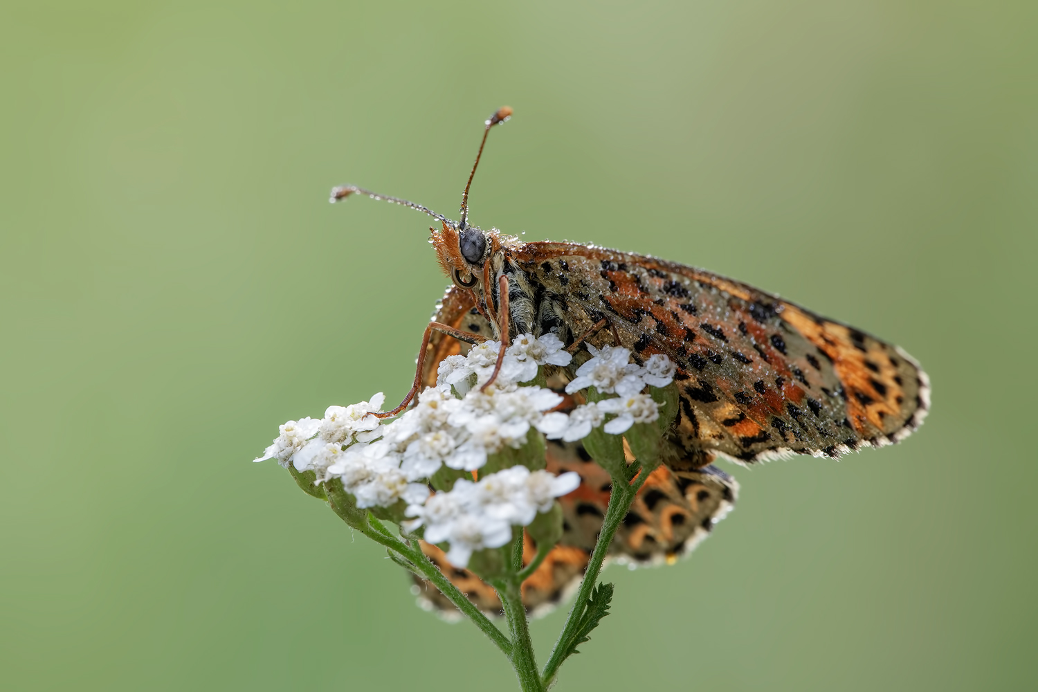 Melitaea didyma