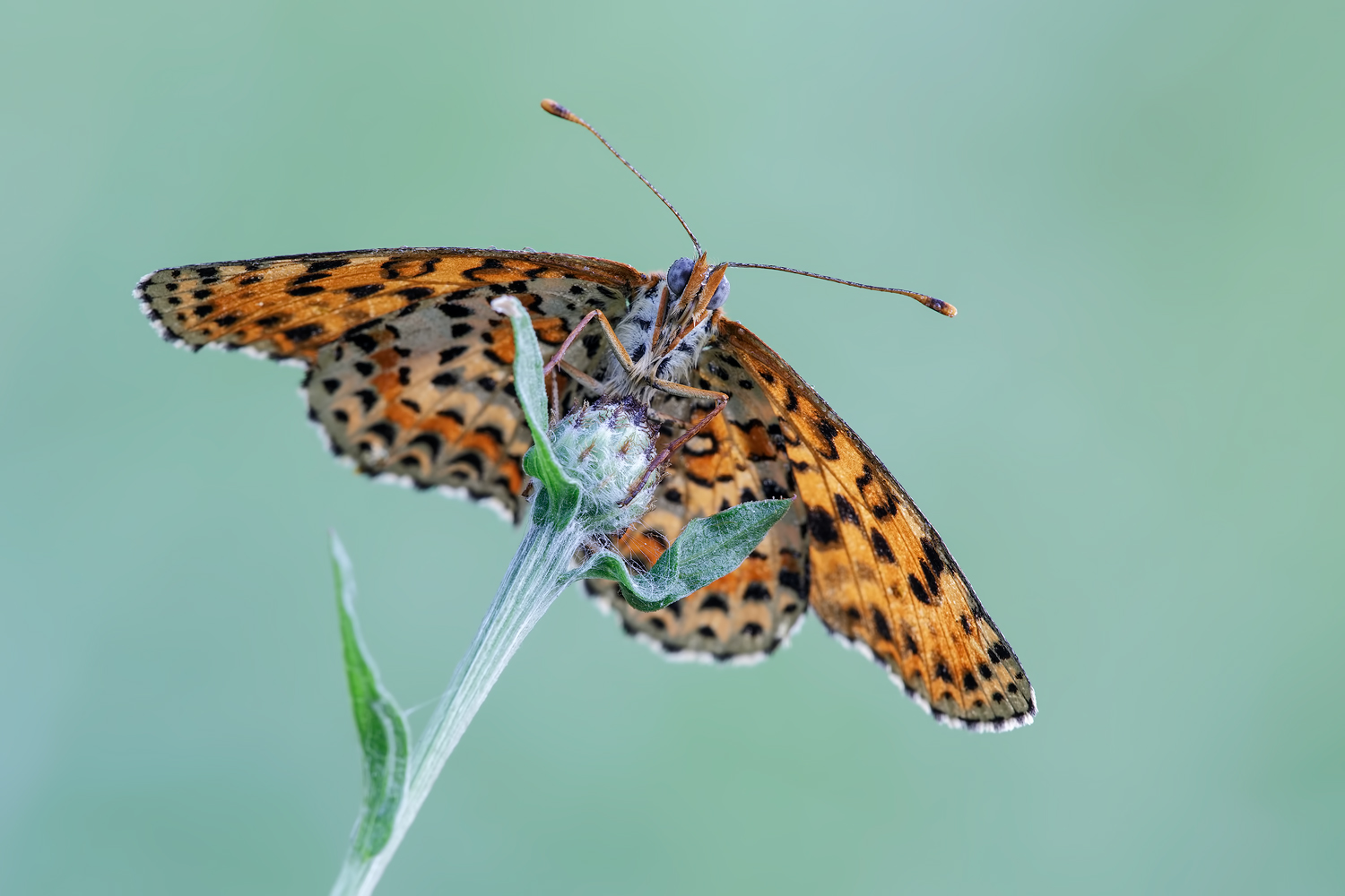 Melitaea didyma