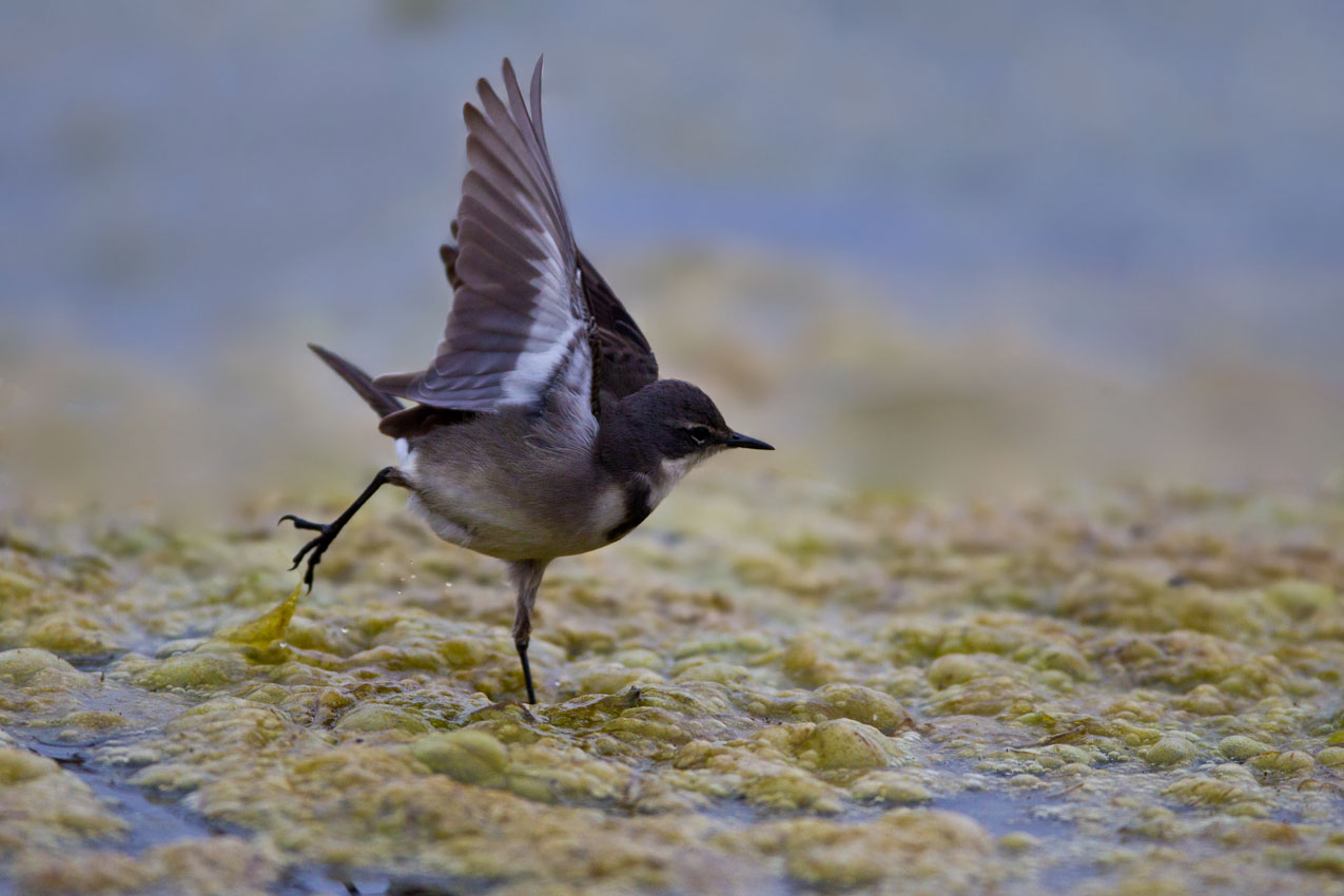 Dancing Wagtail