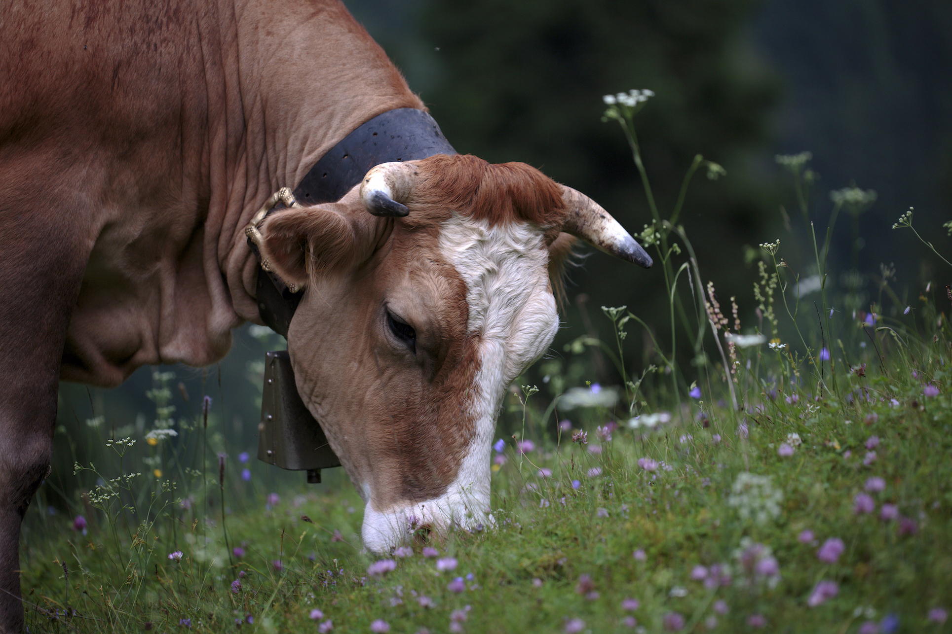 Damsel among the flowers