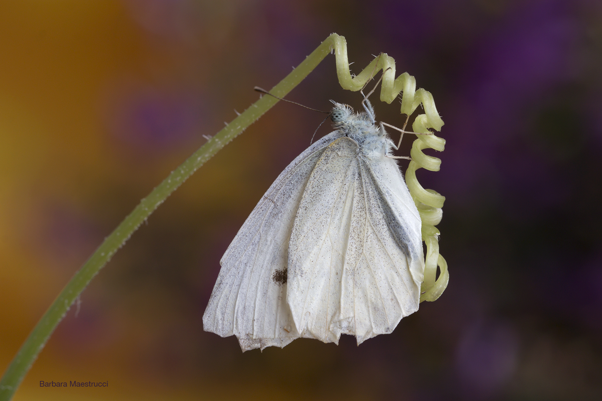 The small butterfly ...