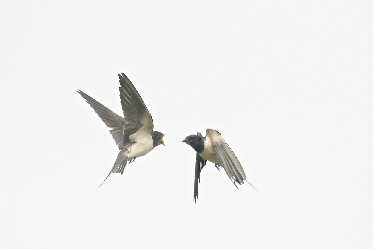 Rifornimento in volo