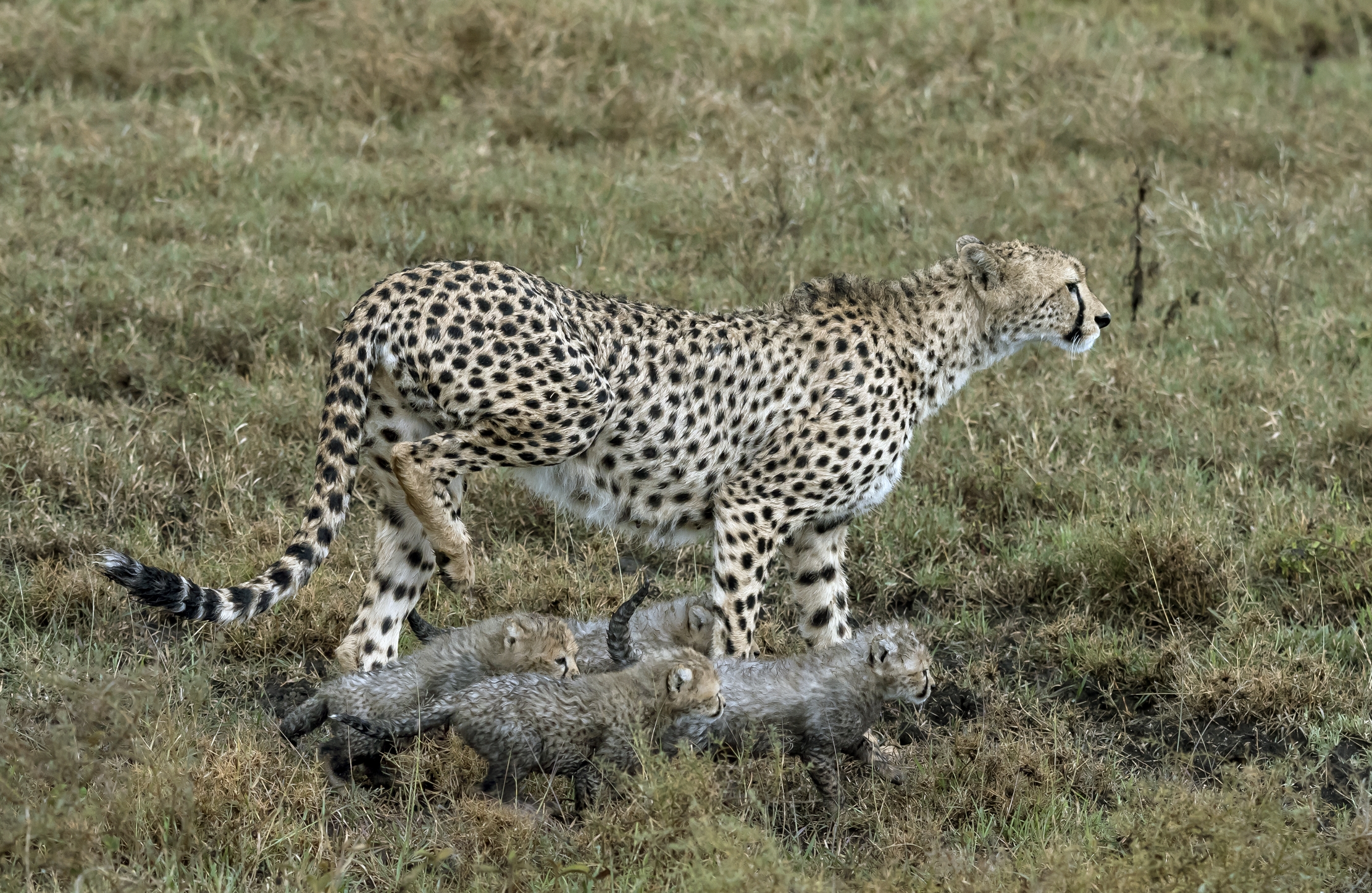 Tanzania 2016 - A spasso con i piccoli