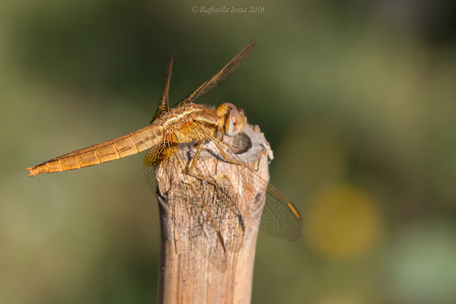 crocothemis erythraea