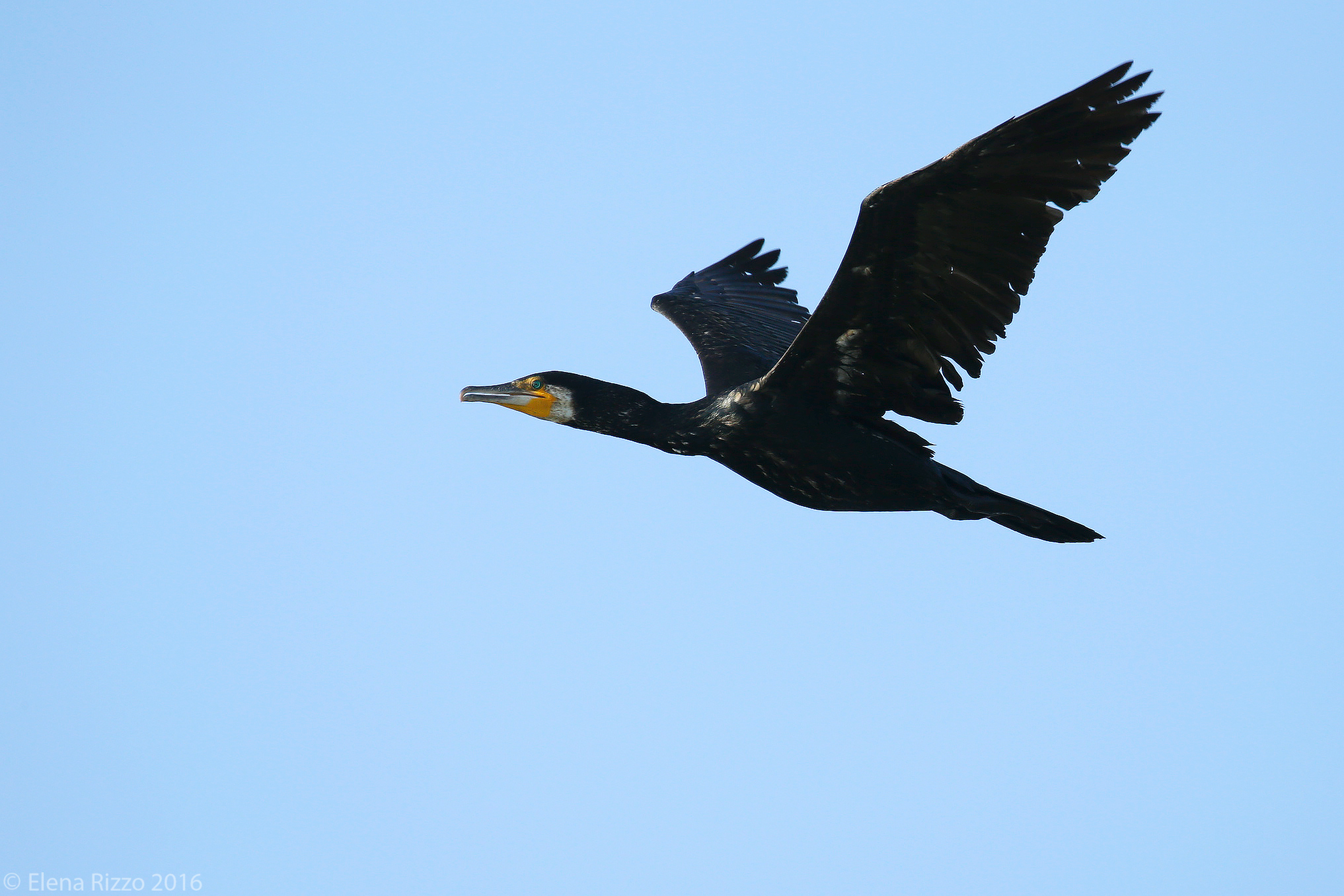 Cormorano