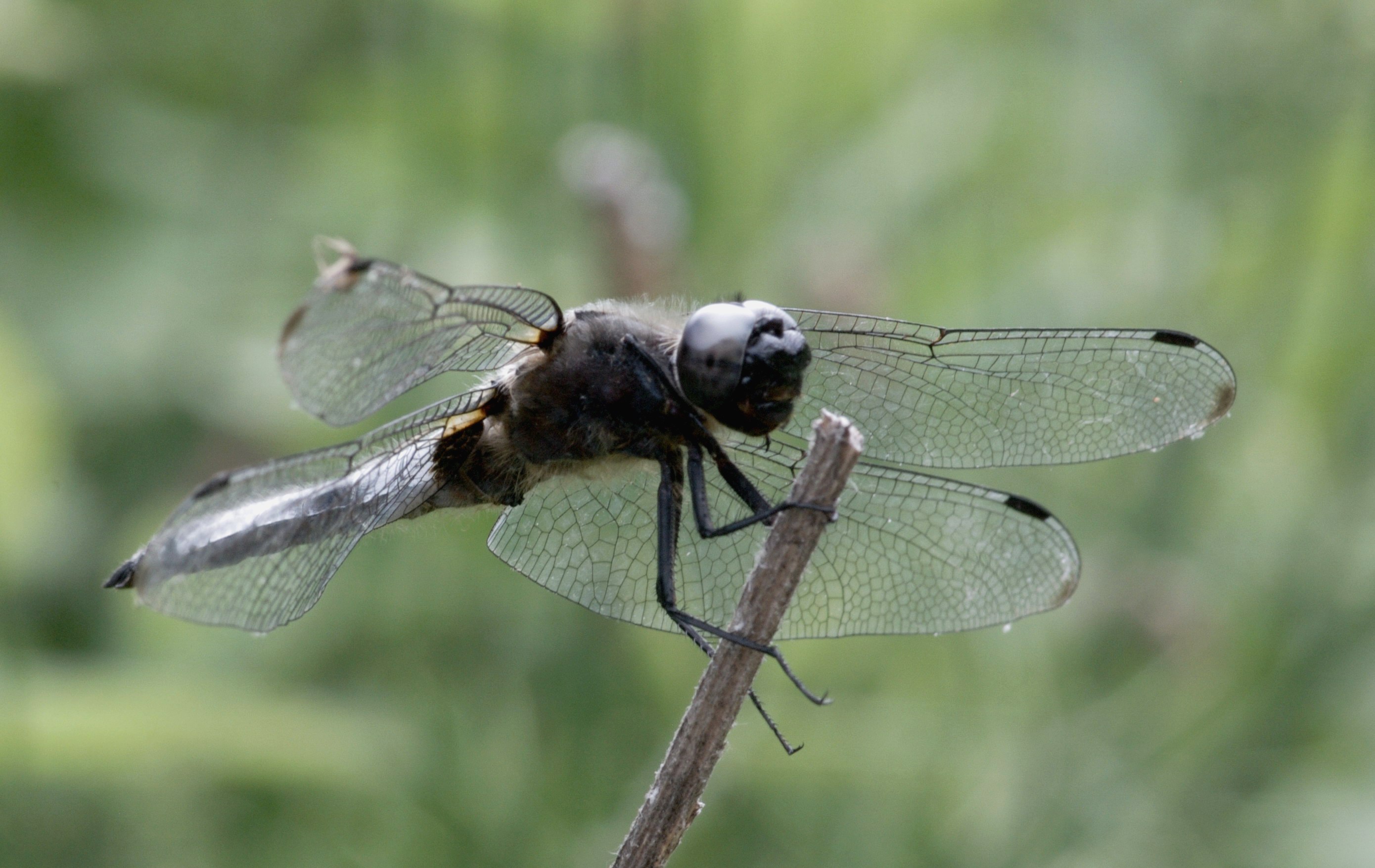 Dragonfly 2