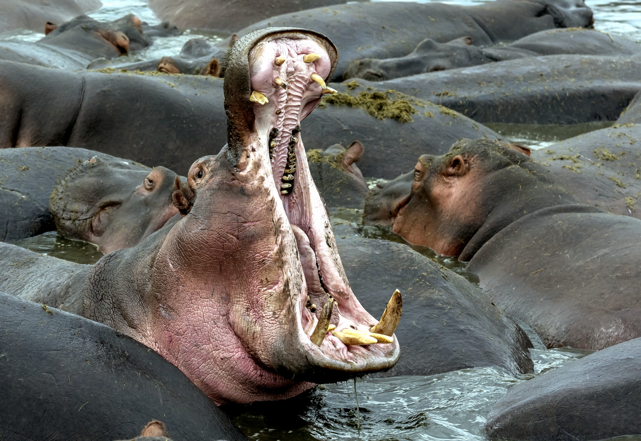 Tanzania 2016 - Hippo