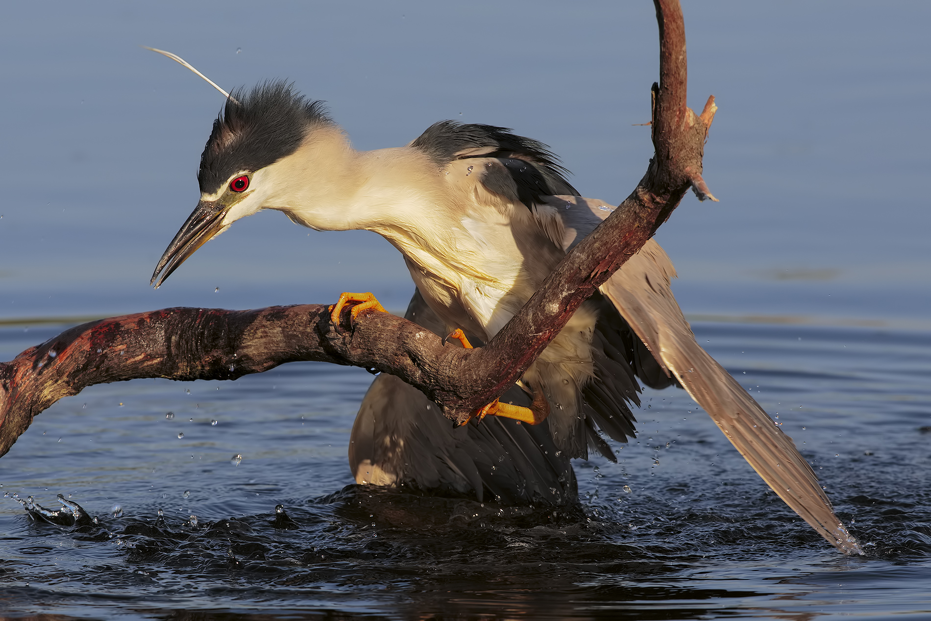 la risalita insolita2....