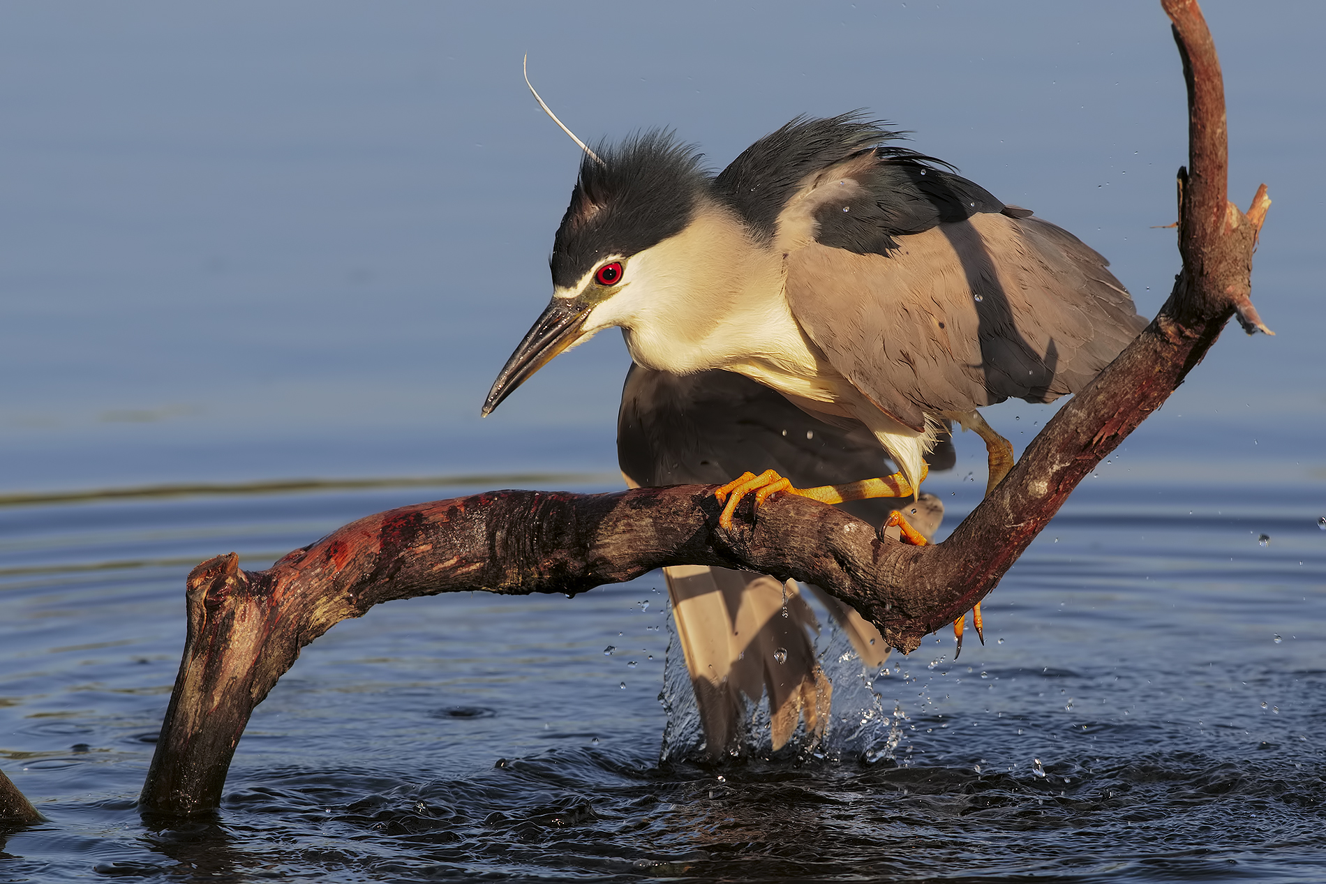 la risalita insolita3....