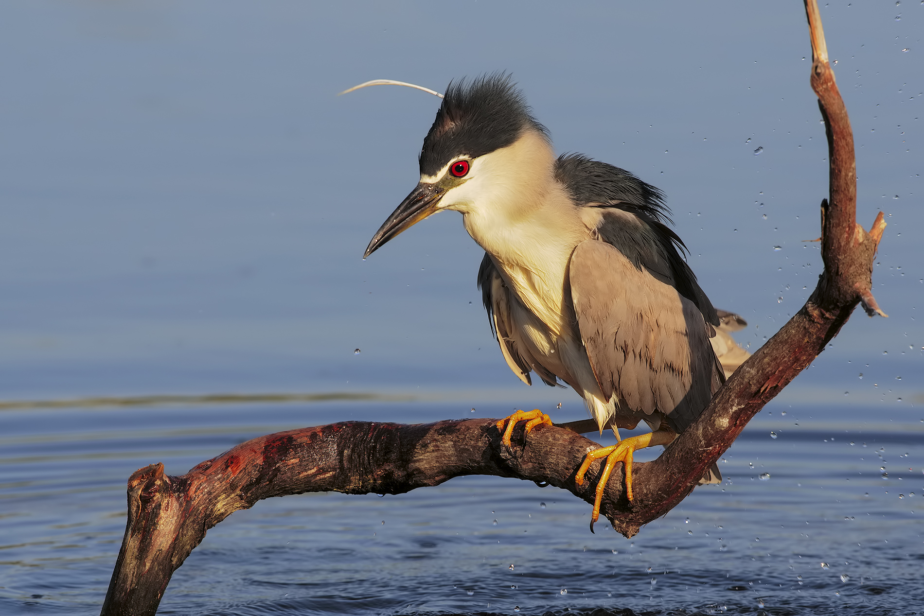 la risalita insolita4....