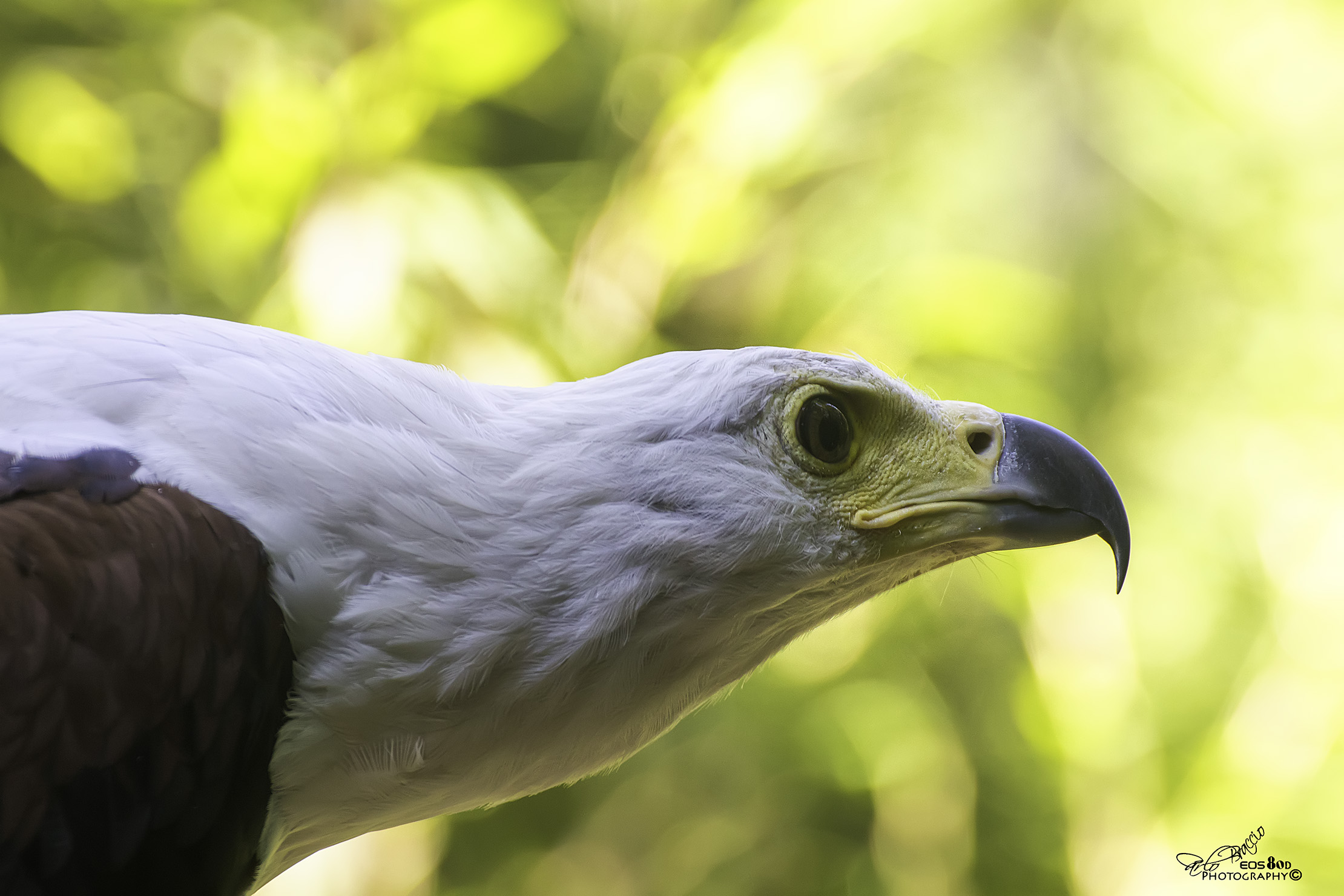 The queen of the seas