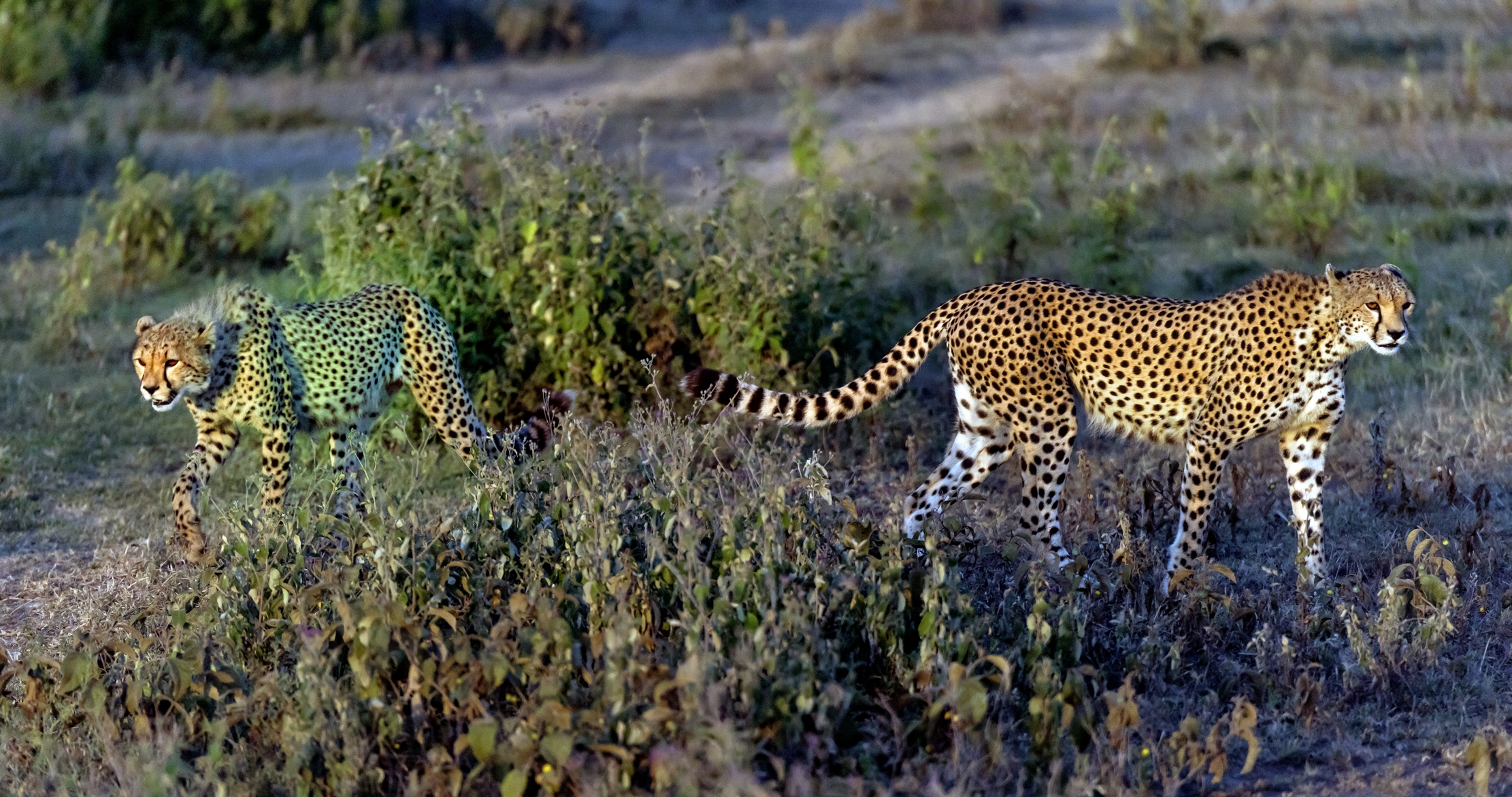 Tanzania 2016 - Brothers all'alba