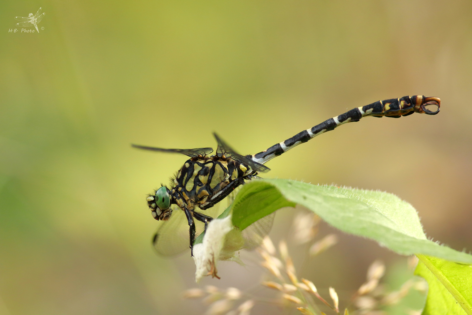 Onychogomphus forcipatus, male