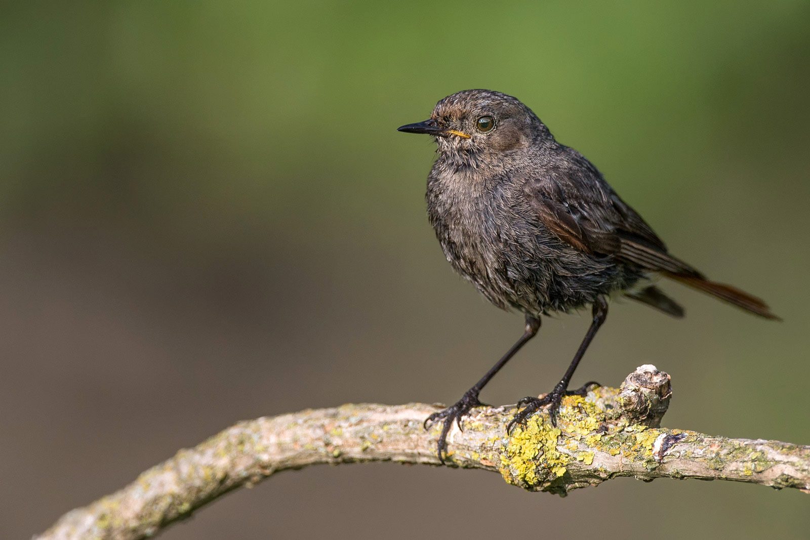 Codirosso Spazzacamino giovane