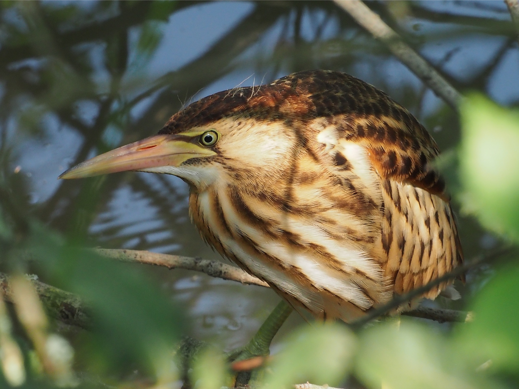 Tarabusino vicino , vicino