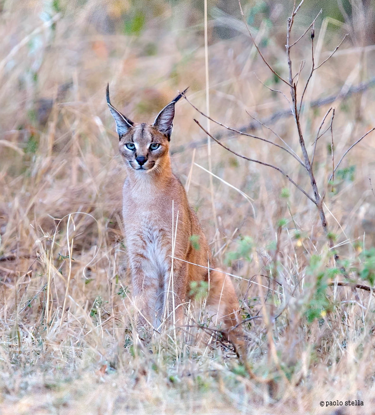 the more elusive kitty