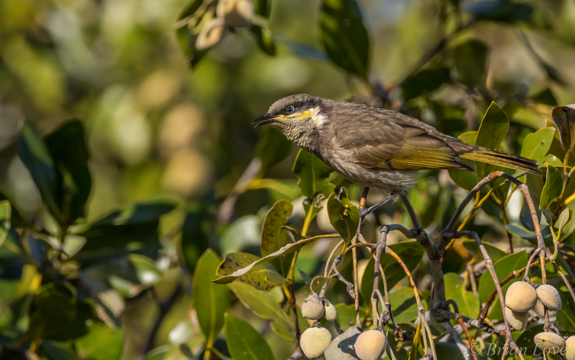 Mangrove Honeyeater (Gavicalis fasciogularis)