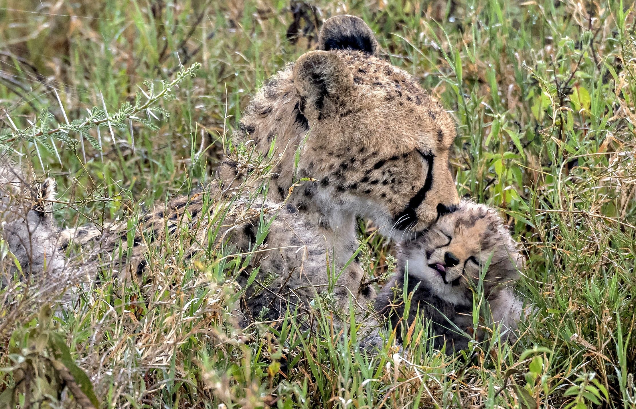 Tanzania 2016 - Tenerezze