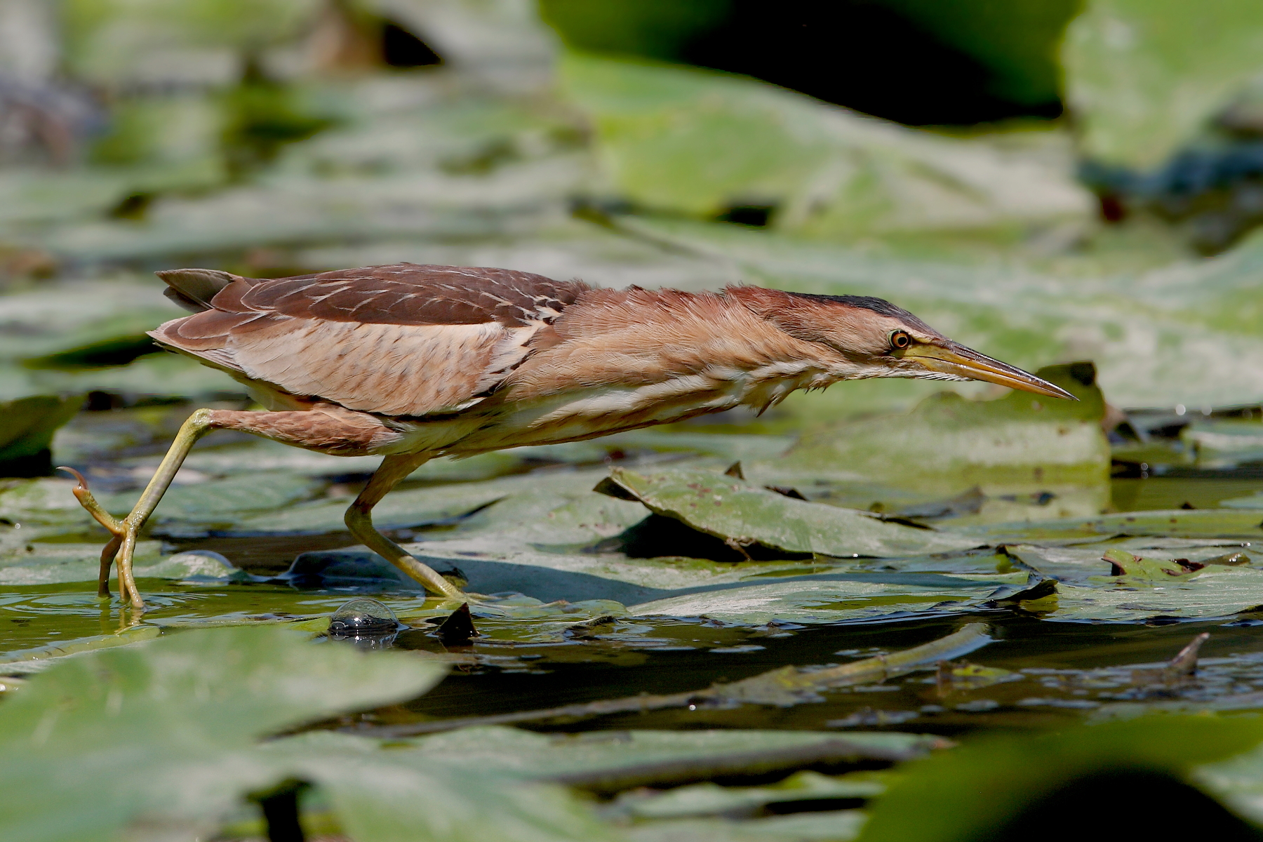 In punta di ........ zampa