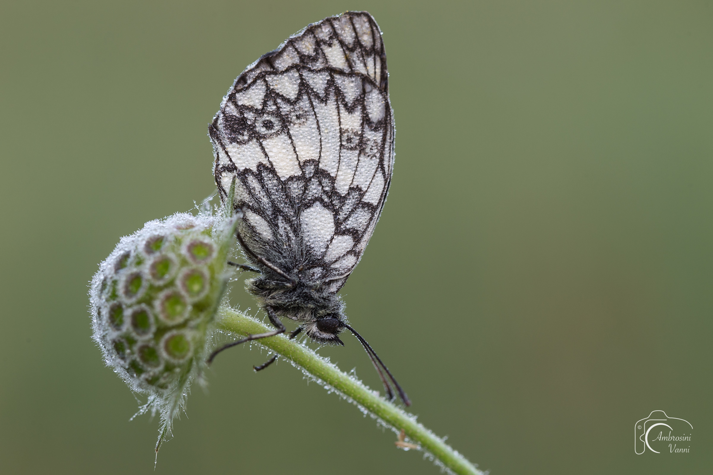 The first macro to a butterfly