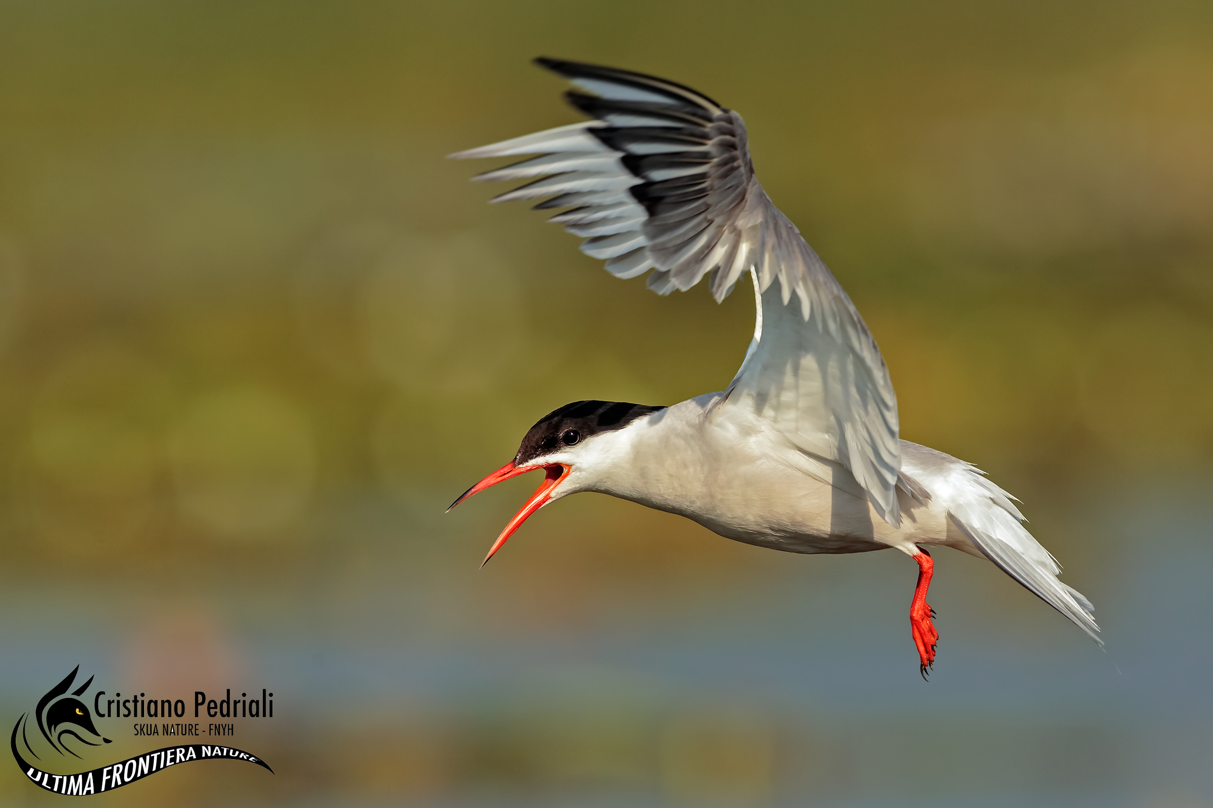 common Tern
