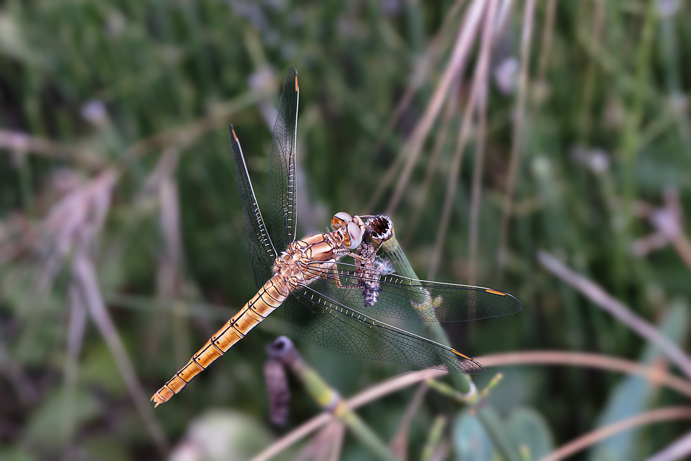 Libellula