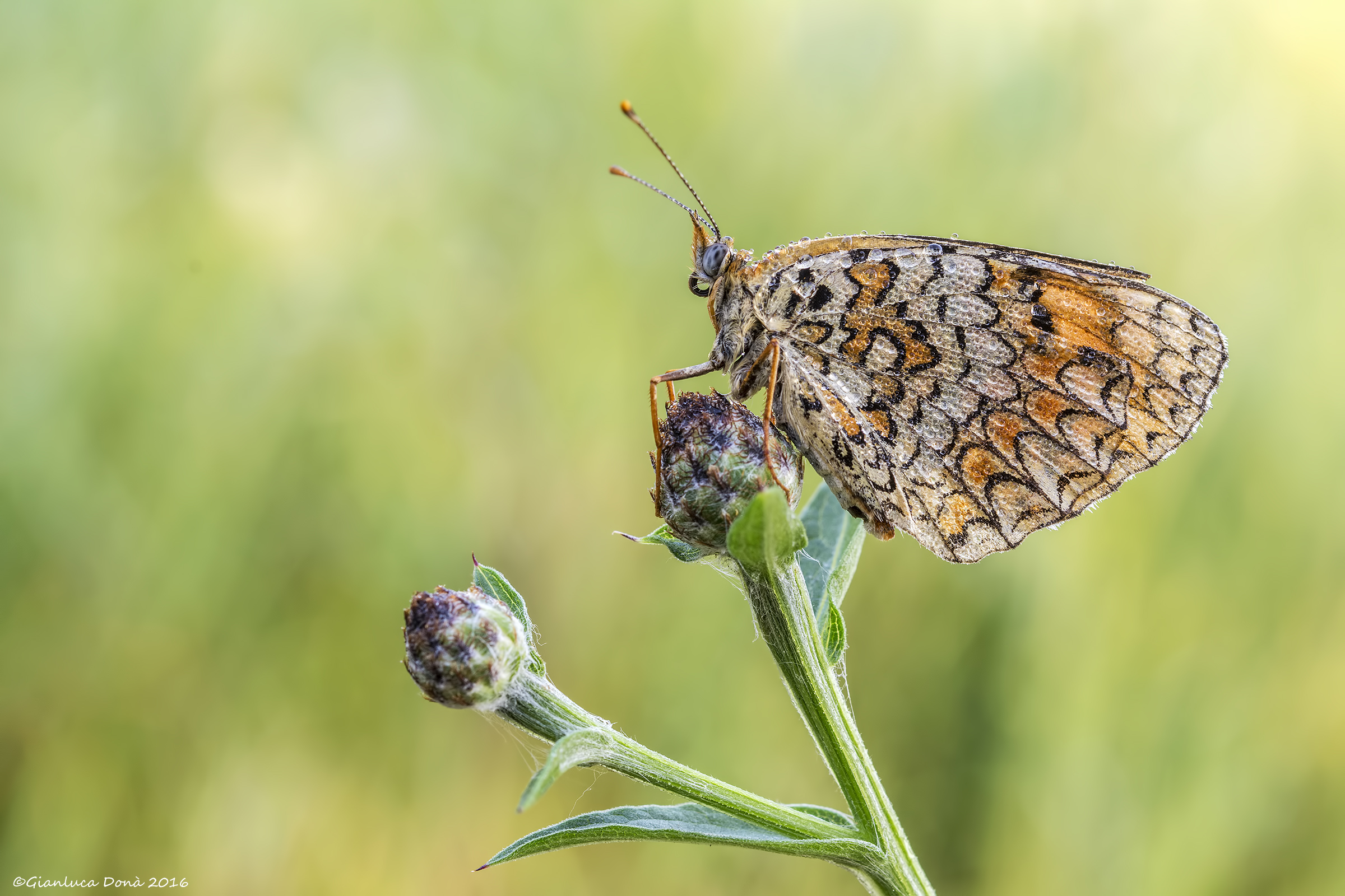 Melitaea phobe (Goeze, 1779)