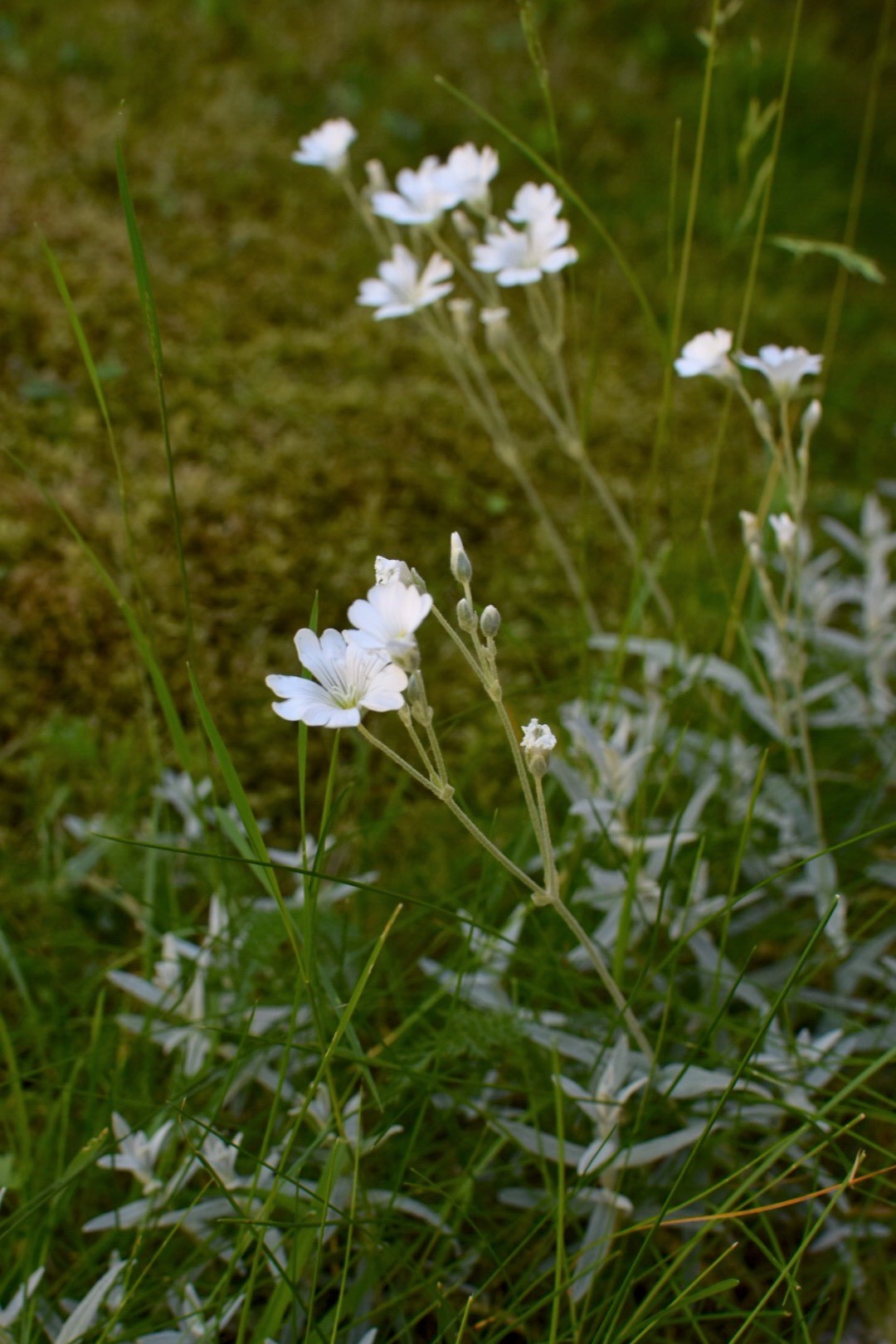 Fiorellino di montagna