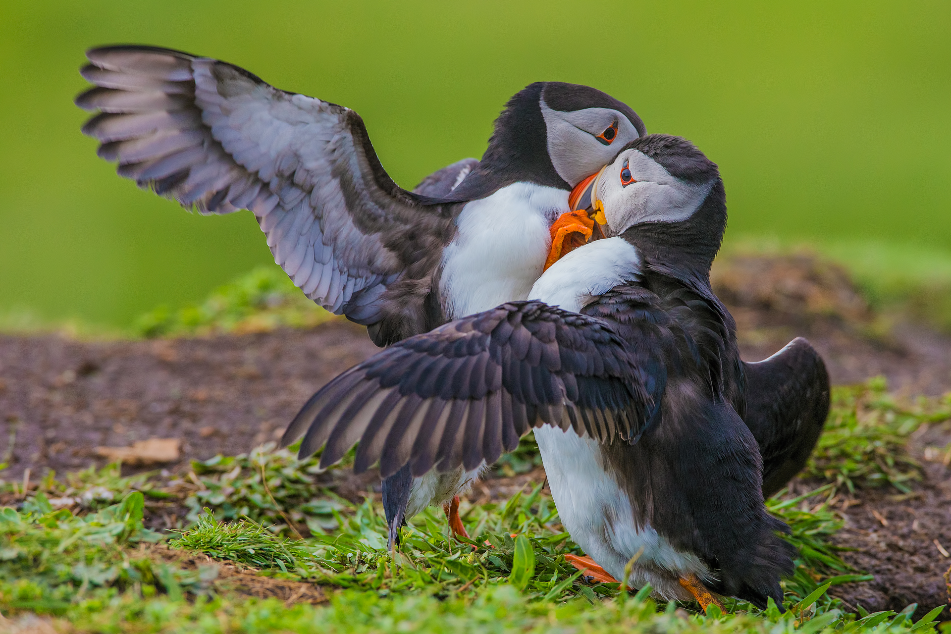 Puffin