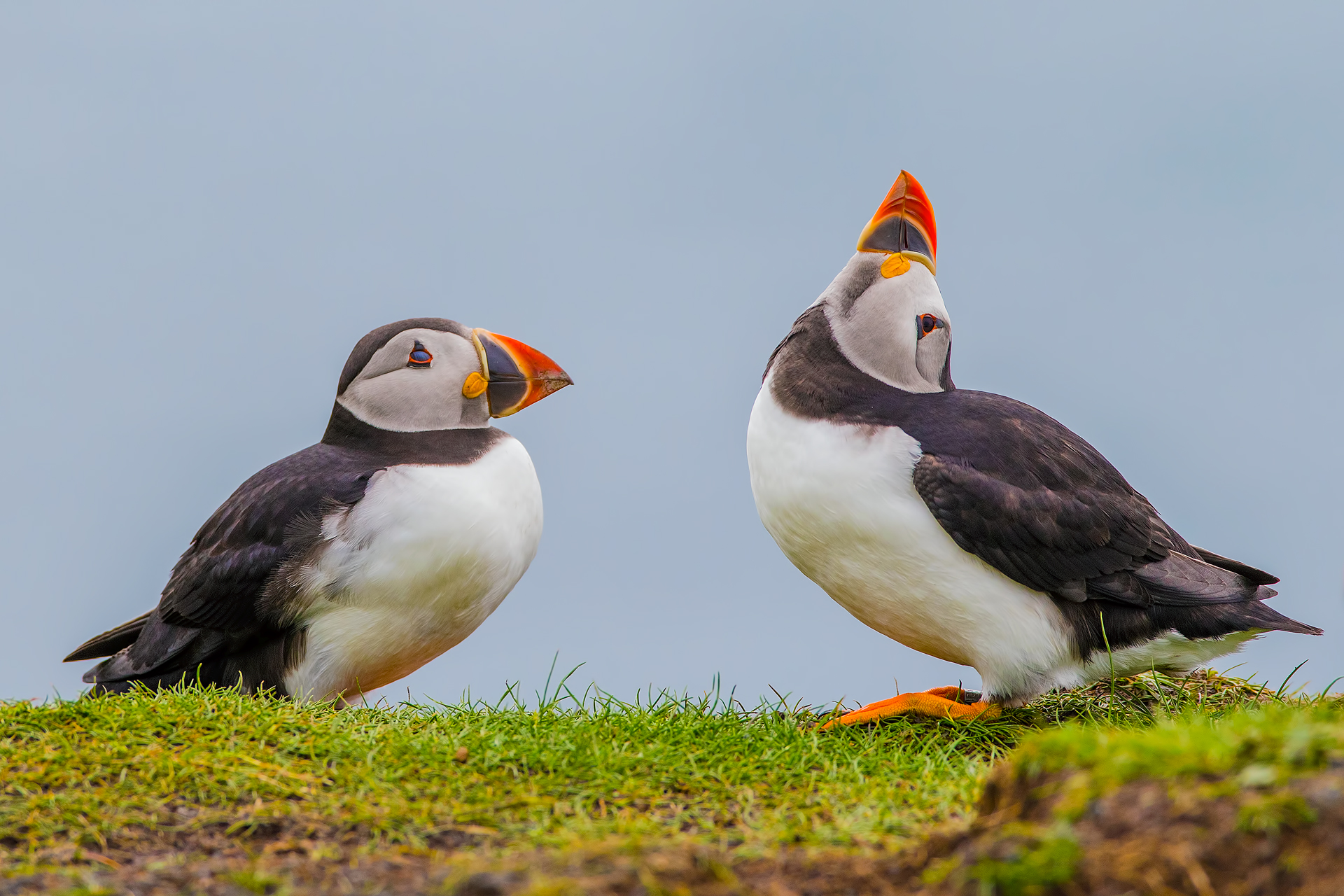 Puffin